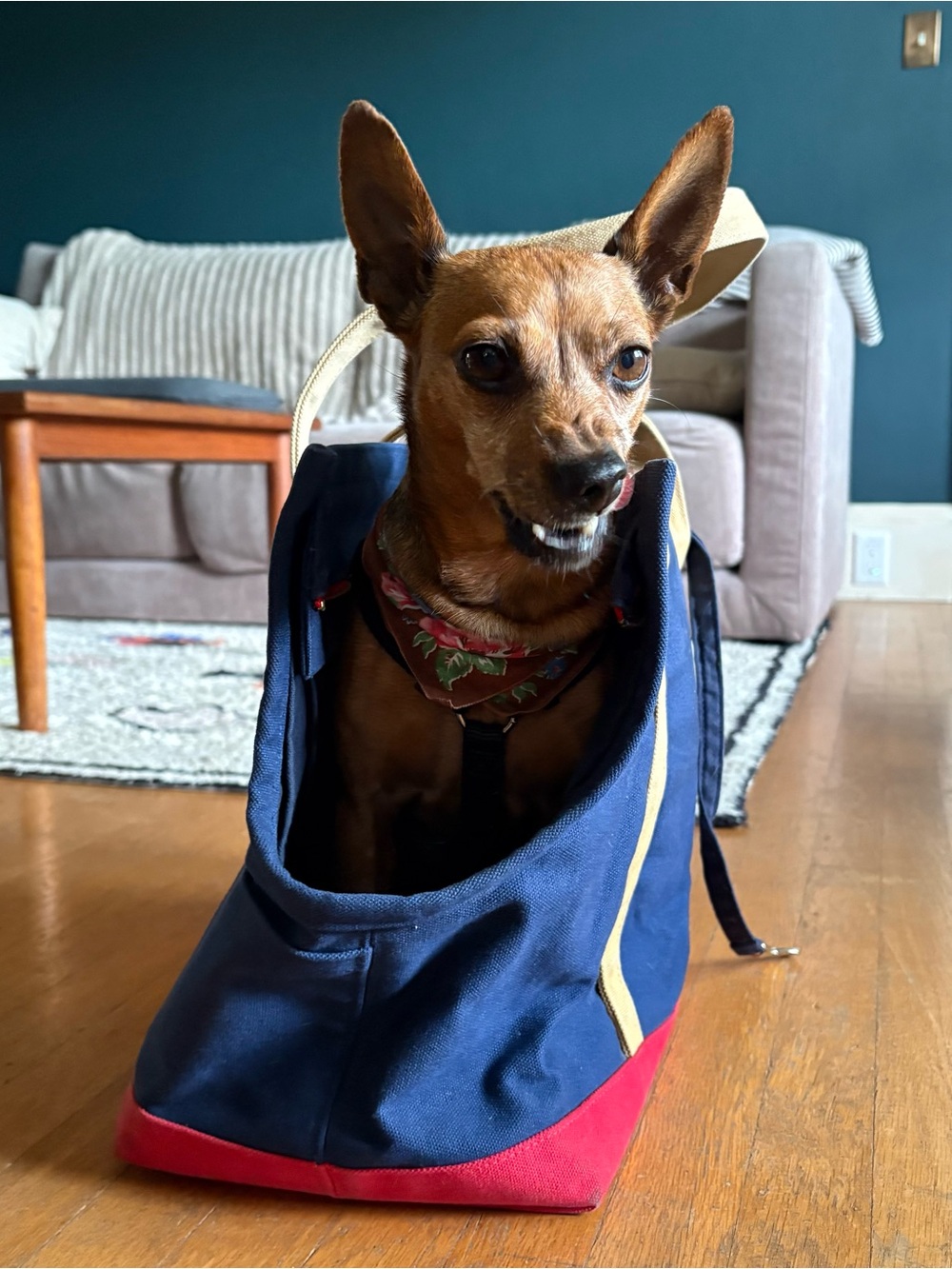Navy & Red Canvas Pet Tote with Tan Straps - Picture 8 of 11